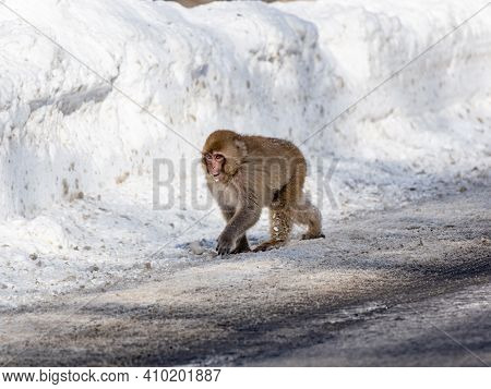 A Japanese Macaque, Macaca Fuscata, On The Road In Shiga Kogen, A Ski Resort And Nature Preserve In 