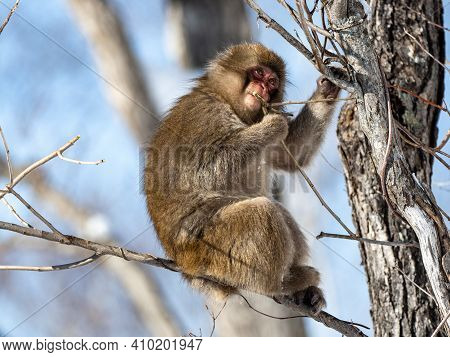 A Japanese Macaque, Macaca Fuscata, Sitting In A Tree In Shiga Kogen, A Ski Resort And Nature Preser