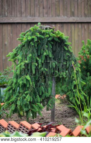 Blur Landscape In The Garden. Young Fir Inversa In A Home Garden. The Concept Of Landscaping Design.