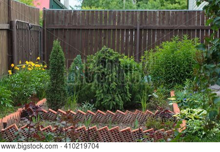 Blur Landscape In The Garden. Young Fir Inversa In A Home Garden. The Concept Of Landscaping Design.
