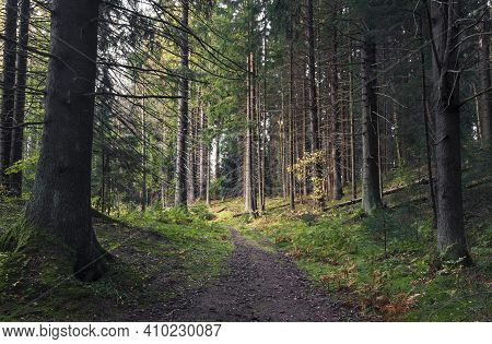 Path In Beautiful Autumn Forest In The North At Sunset With Very Tall Fir Trees