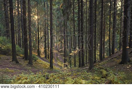 Beautiful Autumn Forest In The North At Sunset With Very Tall Fir Trees