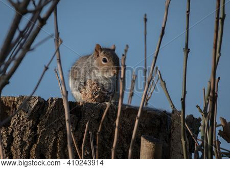 Grey Squirrel With Part Of A Fat Ball On A Pollarded Tree.