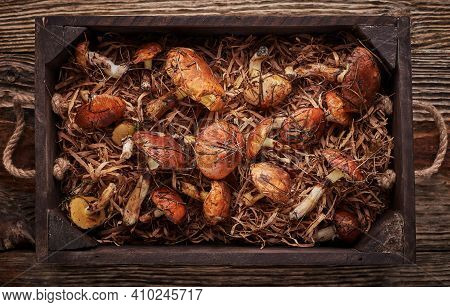 Fresh Mushrooms Of Boletus In Wooden Box On Old Wooden Boards With Moss. Zero Waste. Harvest Time