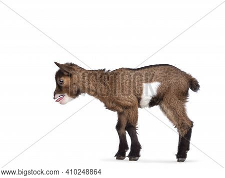 Funny Looking Very Small Baby Goat, Standing Side Ways Making Sound. Looking To Camera White Smiling