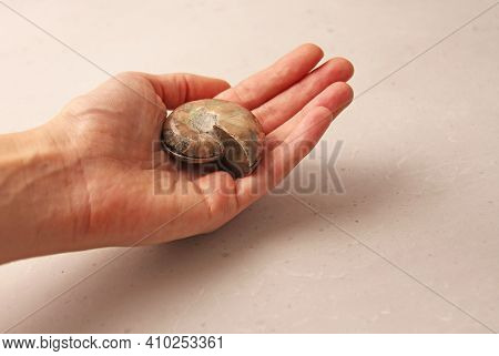 Ammonite Fossil Shell. Whole Of An Ancient Ammonite Lie On A Light Background. Whole Of A Sawn Ammon