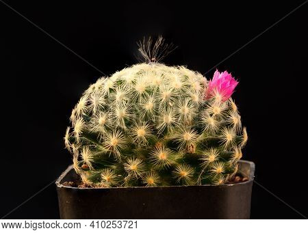 Close-up Beautiful Pink Mammillaria Schiedeana Cactus Flower On Black Background