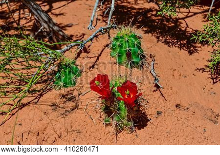 Flowering Plants (echinocereus Sp.). Known Commonly As The Hedgehog Cactus