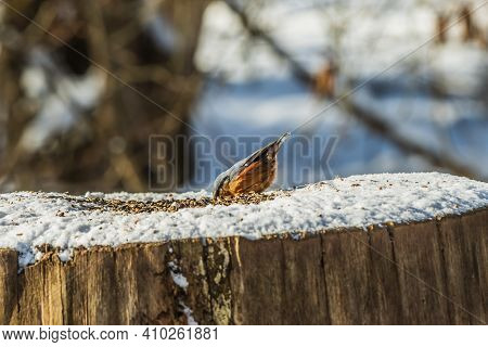 Nuthatch Woodpecker Tit Sits On A Snow-covered Log In Winter. Bird In Sunshine With Blue Orange Yell