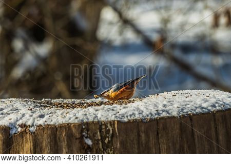 Nuthatch Woodpecker Bends Over Cereal Grains In The Snow. Bird With Grain In Its Beak. Tree Trunk In