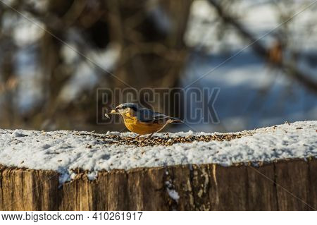 Bird Woodpecker Tit In Winter. Snow-covered Tree Stump With Nuthatch Bird In Sunshine. Wild Animal W