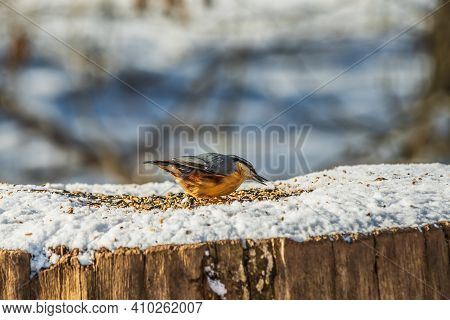 Woodpecker Nuthatch In Winter. Snow-covered Tree Trunk In Sunshine. Cereal Grains On The Snow. Bird 