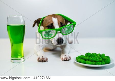 Dog With A Mug Of Green Beer And Glazed Nuts In Funny Glasses On A White Background. Jack Russell Te