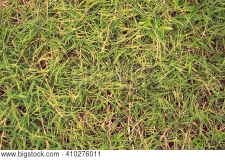 Abstract Natural Background. Collection With Different Colour Tones Of Green Grass, Copy Space. Autu