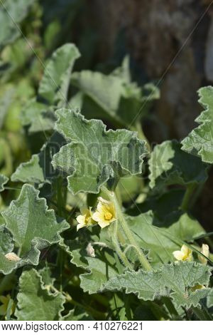 Squirting Cucumber - Latin Name - Ecballium Elaterium