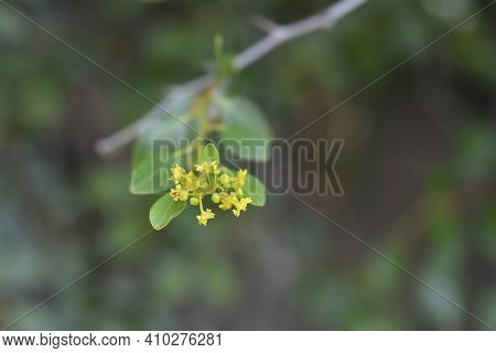 Christs Thorn Branch With Flowers - Latin Name - Paliurus Spina-christi