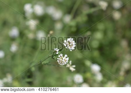 Herb Canary Clover - Latin Name - Dorycnium Herbaceum (lotus Herbaceus)