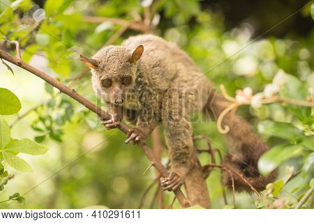 Northern Greater Galago, On A Branch During The Daytime.