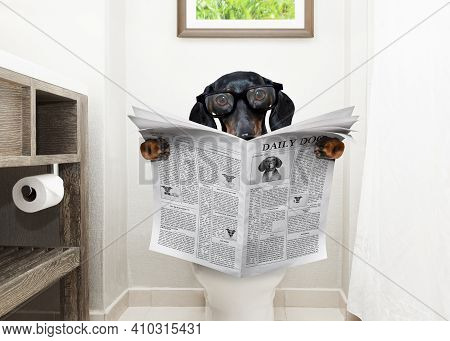 Dachshund Or Suasage Dog, Sitting On A Toilet Seat With Digestion Problems Or Constipation Reading T