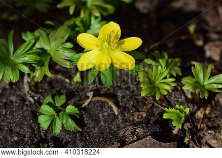 Close Up Of An Eranthis Hyemalis - Winterling