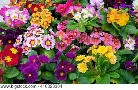 Primrose Is Multicolored In Full Bloom. Primula Vulgaris Blooms