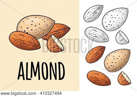 Whole And Half Half Almonds Nuts With And Without Shell. Vector Engraving