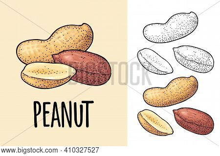 Whole And Half Peanut Seed With And Without Shell. Vector Engraving