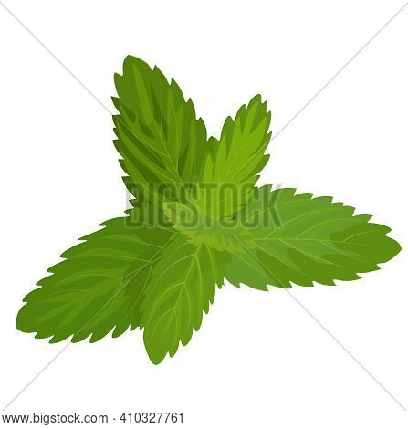 Mint And Oregano Leaves Vector Stock Illustration. Green Fresh Lemon Balm Leaves. Seasoning For Food