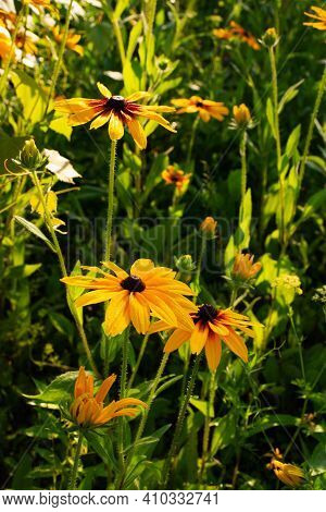 The Black-eyed Susan Is A Common Wild Flower That Grows In Warm Summer Months.