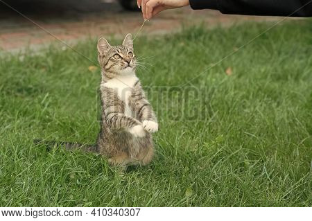 Treating Pets. Cat Play With Human Hand. Fluffy Kitten Outdoor. Outbred Cat Sit On Green Grass. Dome