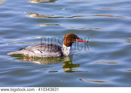 Eastern North American Bird Common Merganser, Sea Duck - Mergus Merganser, Called Goosander In Euras