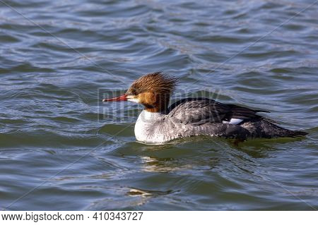 Eastern North American Bird Common Merganser, Sea Duck - Mergus Merganser, Called Goosander In Euras