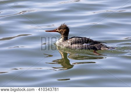 The Red-breasted Merganser (mergus Serrator) Hen  - Diving Duck On The Manitowoc River In Wisconsin 