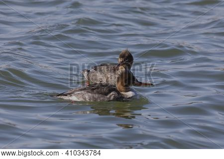 The Red-breasted Merganser (mergus Serrator) Hen  - Diving Duck On The Manitowoc River In Wisconsin 