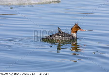 Eastern North American Bird Common Merganser, Sea Duck - Mergus Merganser, Called Goosander In Euras
