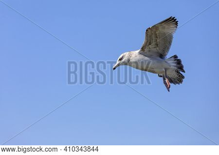 The American Herring Gull (larus Smithsonianus). Juvenile Bird In Flight.