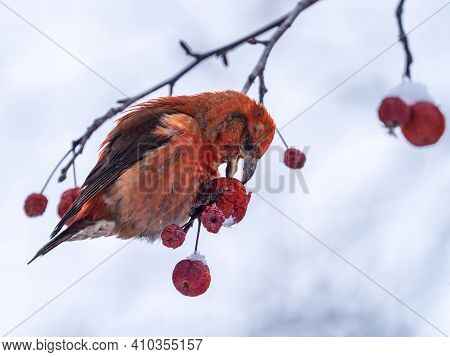 Red Crossbill Sitting On The Tree Branch And Eats Wild Apple Berries. Crossbill Bird Eats Berries. T