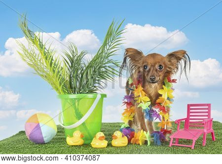 Russkiy Toy In Front Of White Background
