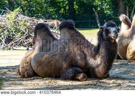 The Bactrian Camels, Camelus Bactrianus Is A Large, Even-toed Ungulate Native To The Steppes Of Cent