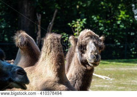 The Bactrian Camels, Camelus Bactrianus Is A Large, Even-toed Ungulate Native To The Steppes Of Cent