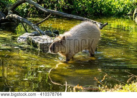 The Capybara, Hydrochoerus Hydrochaeris Is A Mammal Native To South America. It Is The Largest Livin
