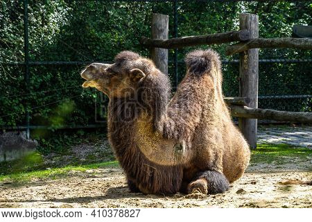 The Bactrian Camels, Camelus Bactrianus Is A Large, Even-toed Ungulate Native To The Steppes Of Cent