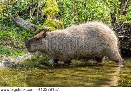 The Capybara, Hydrochoerus Hydrochaeris Is A Mammal Native To South America. It Is The Largest Livin