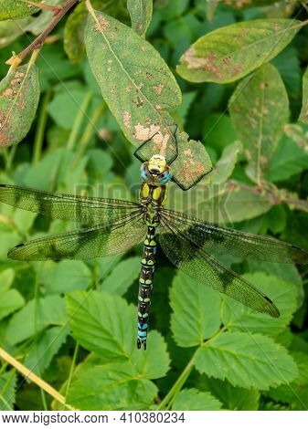 Closeup Shot Of The Dragonfly The Southern Hawker Or Blue Hawker Sitting On Leaf Surrounded With Gre