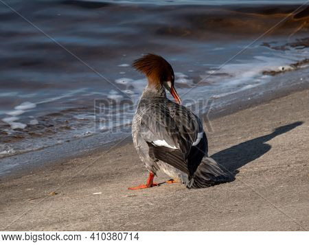 Female Of Goosander (common Merganser) Standing On The Concrete Shore Of The River Dam Seen From The