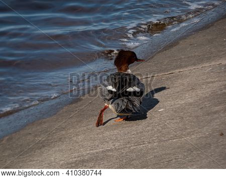 Female Of Goosander (common Merganser) Standing On The Concrete Shore Of The River Dam Seen From The