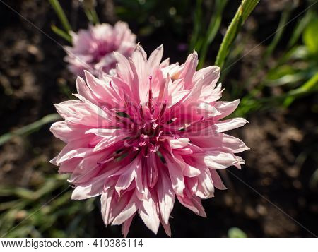 Macro Shot Of Ornamental Pink Flower - Cornflower With Dark Background In Summer