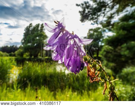 Macro Shot Of Purple European Bellflower