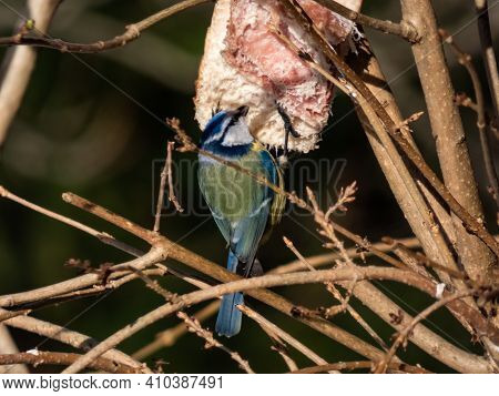 Beautiful Songbird Eurasian Blue Tit (cyanistes Caeruleus Or Parus Caeruleus) On The Piece Of Lard I