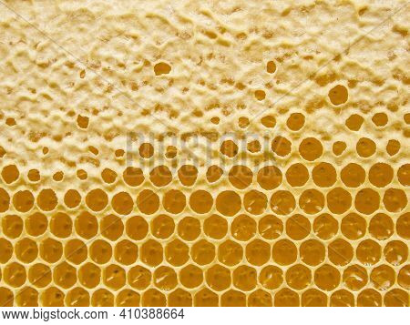 Fresh Honey In Comb. Beewax Comb Structure Abstract Pattern. Yellow Honey Cells Texture Background.